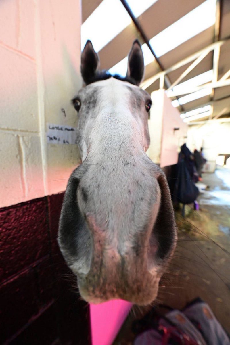 11 head to post for the Mares Hurdle 🩷

Lossiemouth 4/7
Ashroe Diamond 4/1
Echoes In Rain 16/1
Love Envoi 16/1
Marie's Rock 16/1
Gala Marceau 20/1
Hispanic Moon 20/1
Telmesomethinggirl 20/1 
Lantry Lady 25/1
You Wear It Well 50/1 
Theatre Glory 66/1

#CheltenhamFestival