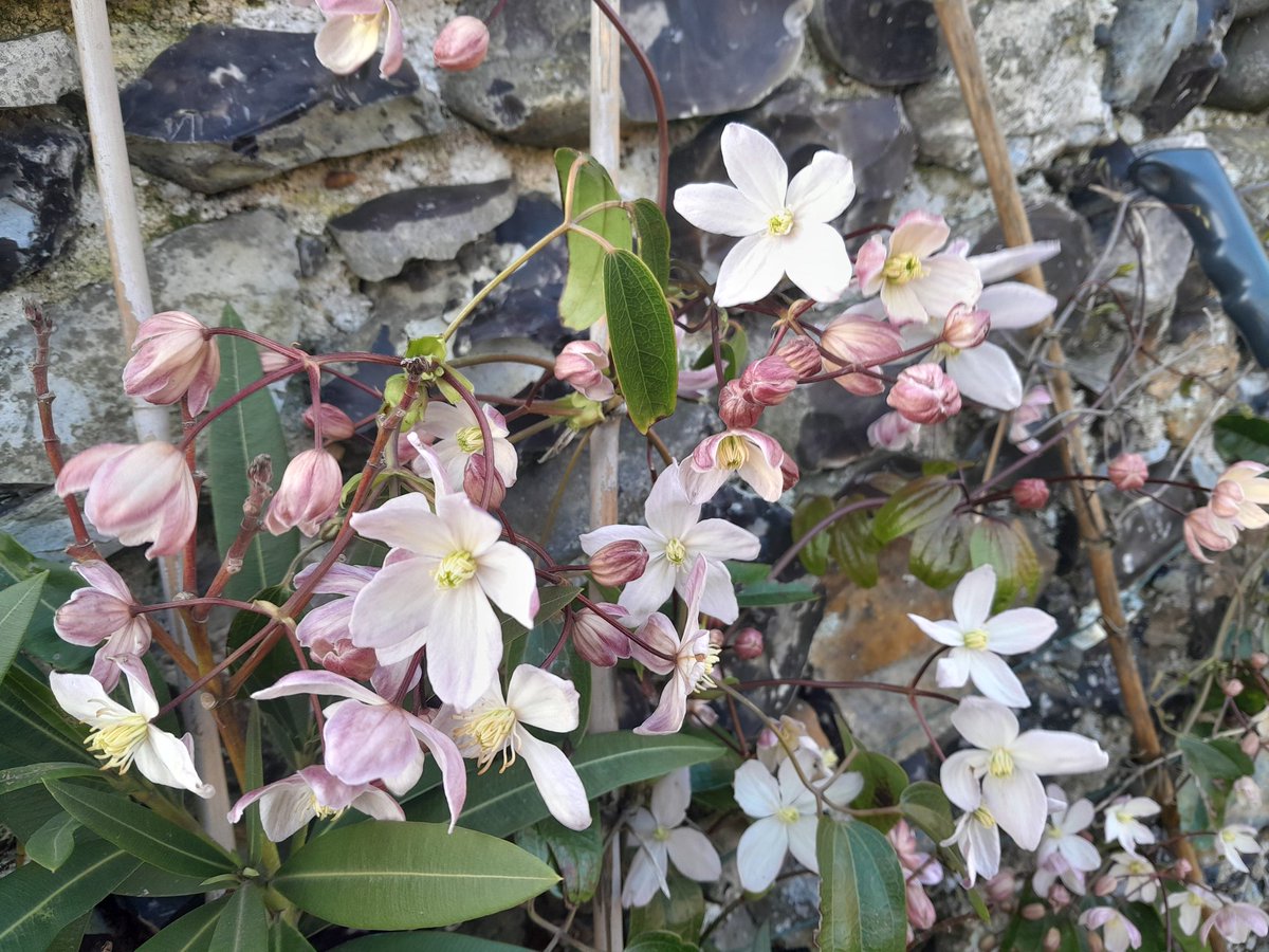 Clematis armandii just doing its thing at Yoakley House, it just makes you smile 😃.
