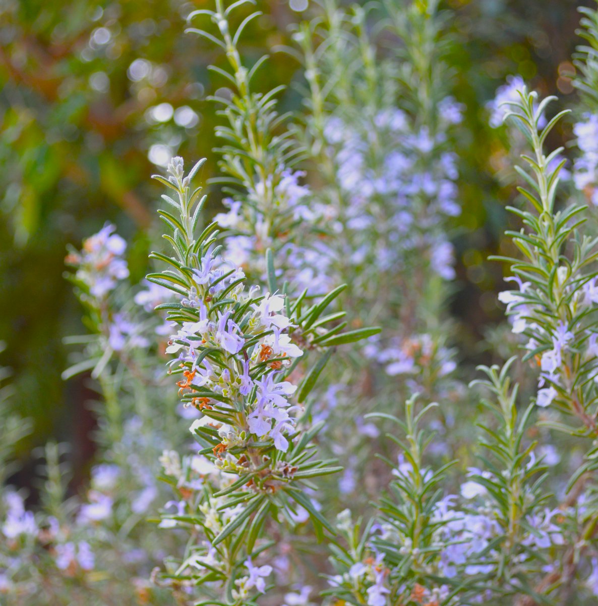 Rosmarin im Mediterranhaus 

#botanischergarten #kiel