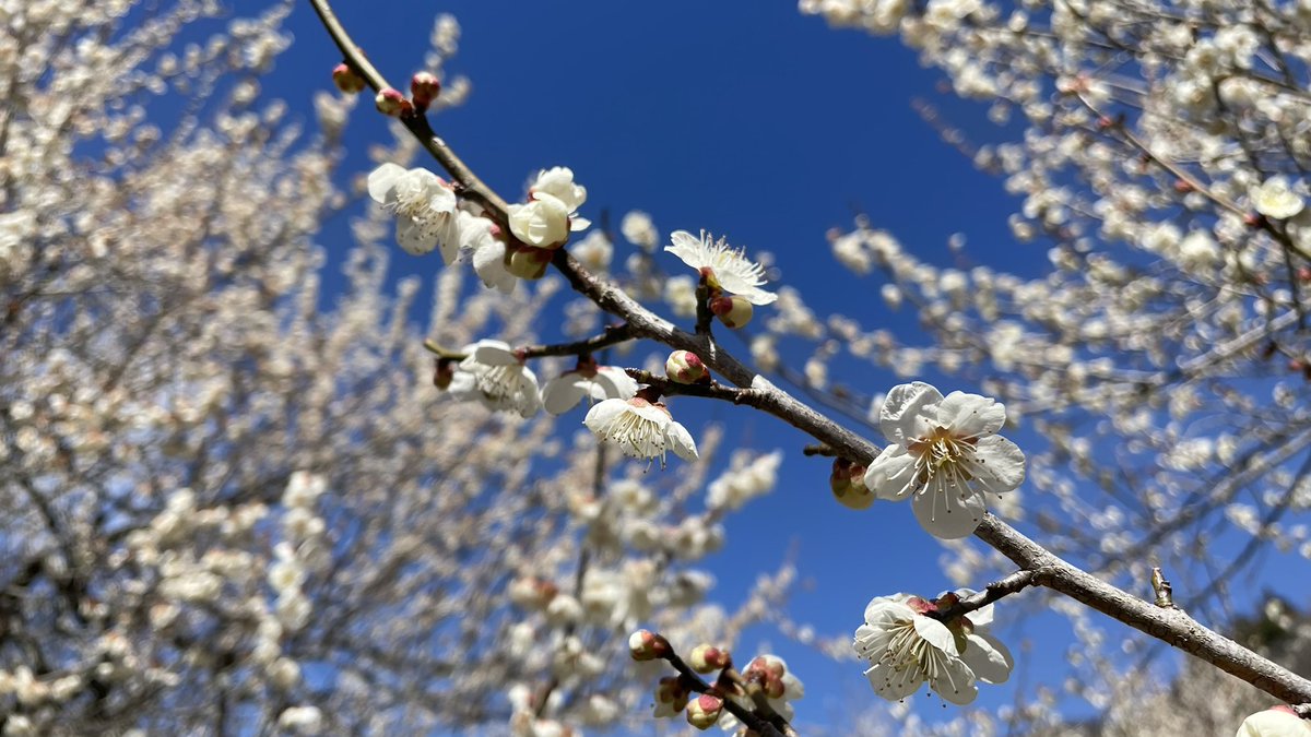 ty_k1969's tweet photo. 梅の花の香りに癒されてきました。 https://t.co/tK9CkX0zJQ