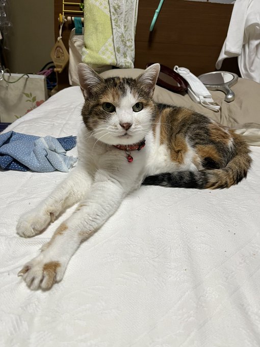 今日旅立った猫。もうちょっと写真撮っとくんだったな。 