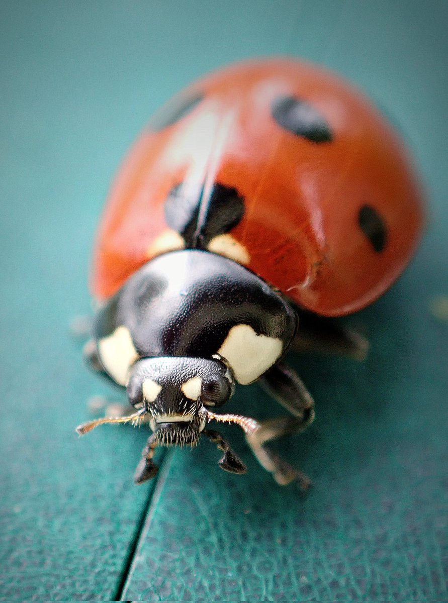 Good morning beautiful! 🐞☀️ Did you have a good winter's sleep? The 7-spot ladybirds (Coccinella septempunctata) are among all the insects waking up and filling the allotment with life and joy again 😍❤️ #ladybug #GardeningX #allotment #NatureBeauty #wildlife #insect #nature