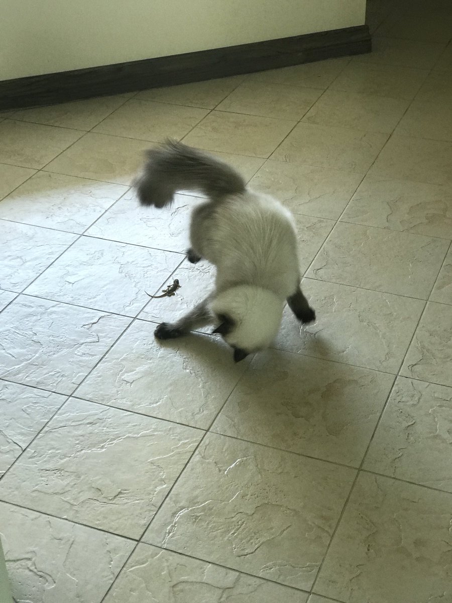 PoppyTheAdopted's tweet photo. More moves #UFC #JuJitsu https://t.co/70q6ic7Gnc