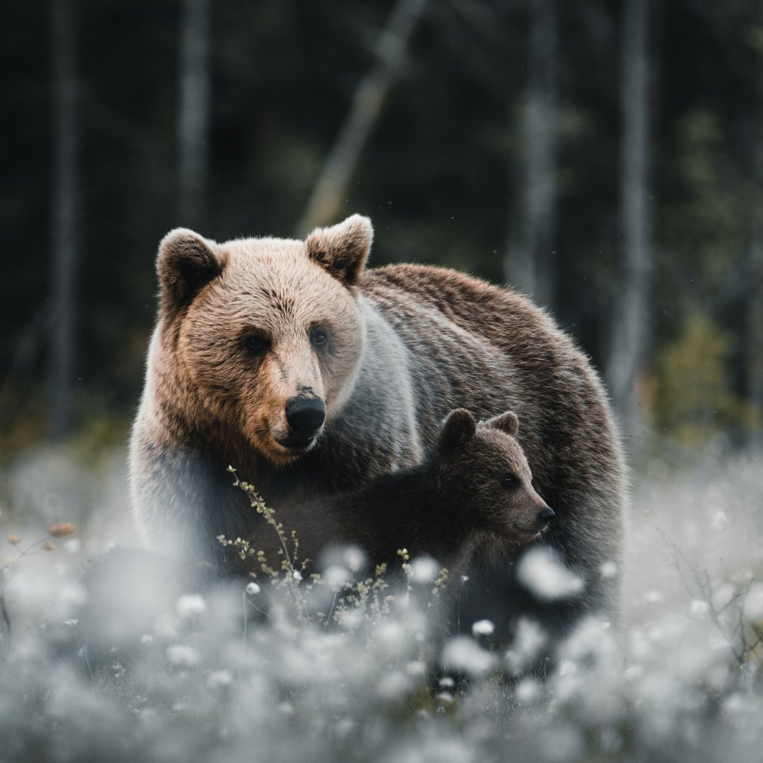 Happy #MothersDay! 💙 We hope that all mothers and mother figures have a wonderful day. Here is a mother bear looking out for her young in the Finnish wilderness. The photographer used the #Nikon Z 9 and NIKKOR Z 100-400mm f/4.5-6.5 VR S. Photo Credit: Nikon