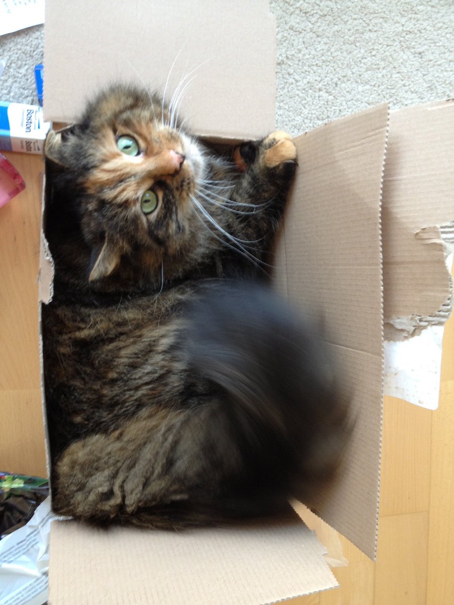 Lukas Schuster tweet media