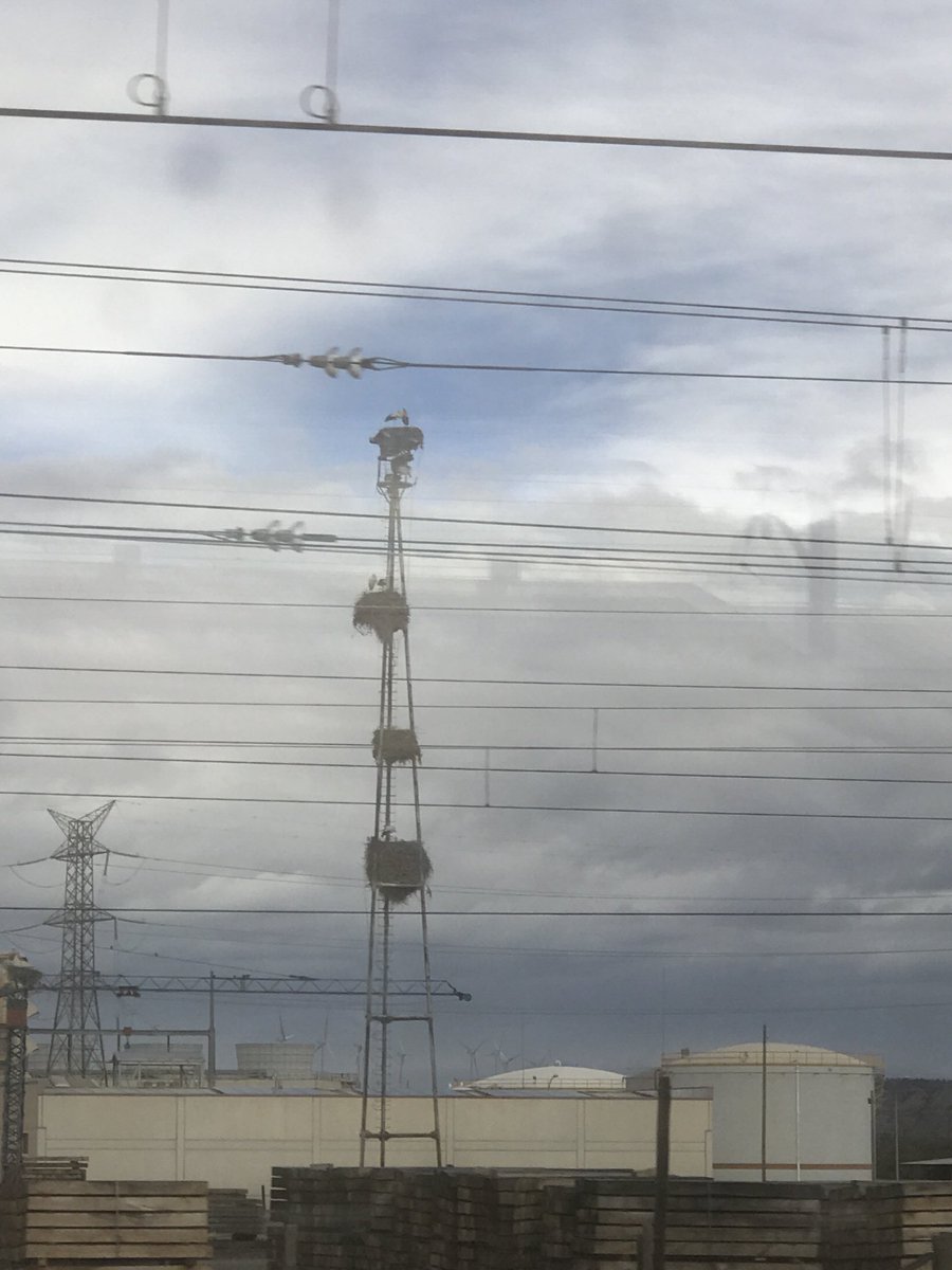 metayosa's tweet image. #nidos apartamentos para #cigüeñas. Especulación? #birds