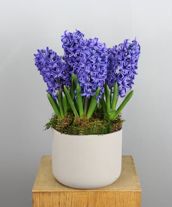 radebaughs's tweet image. Perfect for adding a touch of springtime bliss to your home or office, our "Happy Hyacinth" is sure to bring smiles wherever it blooms.

💙Radebaugh.com
#springplants #hyacinth #tulips #daffodils #begonias #radebaugh #baltimoreflorist #gardencenter #florist