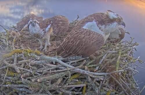 This Mother’s Day we're celebrating Maya. Our most successful breeding female @RutlandWaterNR 37 chicks to date! In Greek Maya means ‘good mother’. The name was chosen as an identifier as she's unringed, shortening the nest site ‘Ma’ nton B ‘ay’ Not long for #returnoftheospreys