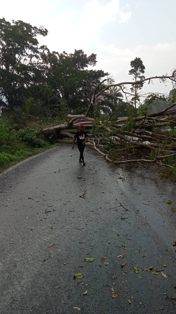 cyrille_bojiko's tweet photo. Trafic :
La route Bafang- Douala coupée par la chute d'un arbre il y a quelques minutes. https://t.co/nxeFCWlvvD