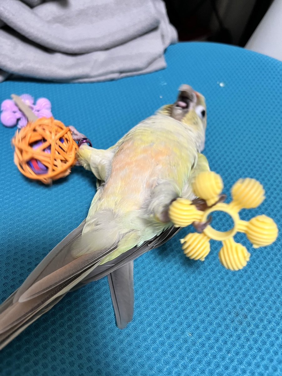 supina_infom's tweet image. あまりにもベストショット