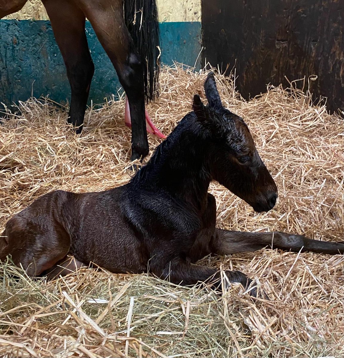 ⁦@PFNicholls⁩ first foal for Jenny Wyse by Walkinthepark arrived this week a strapping filly and doing very well in Ditcheat , future mares’ novice winner !