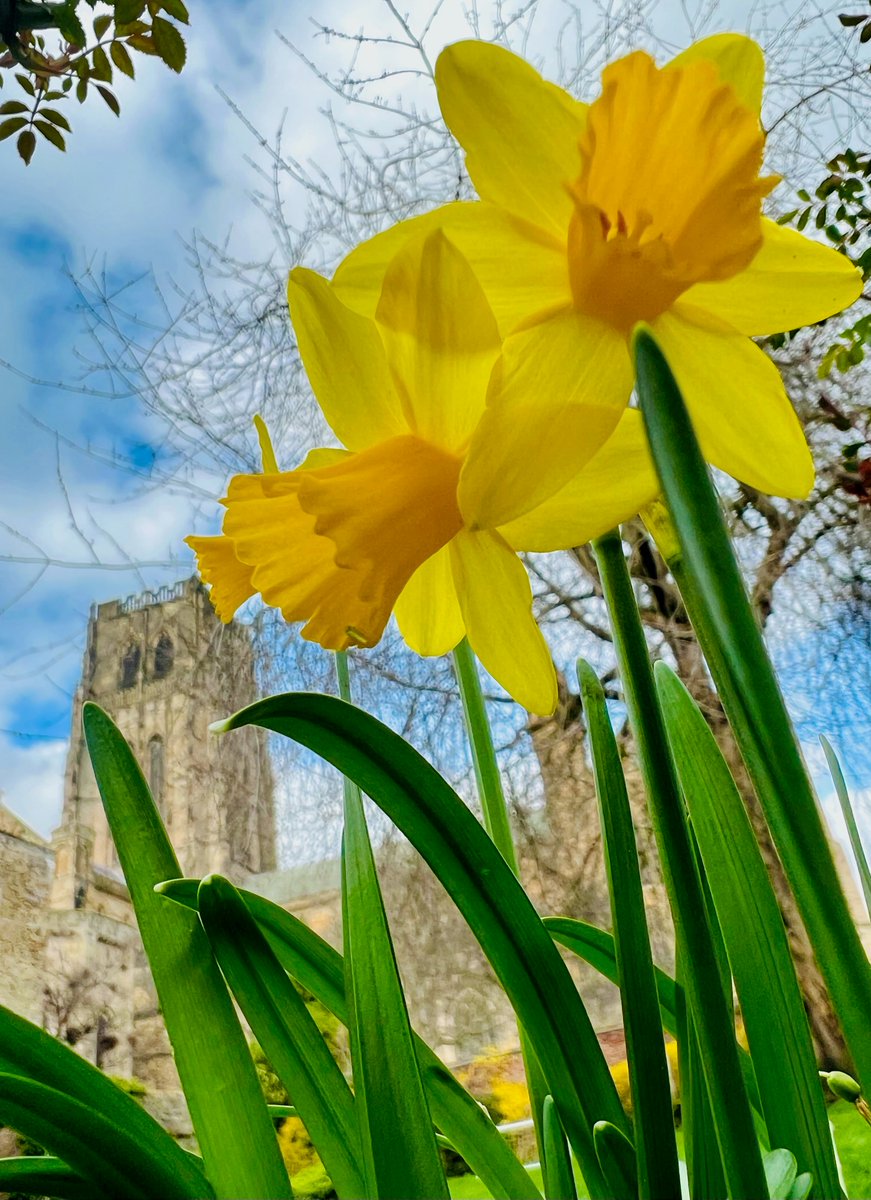 Happy Mothering Sunday from Durham Cathedral 🌷