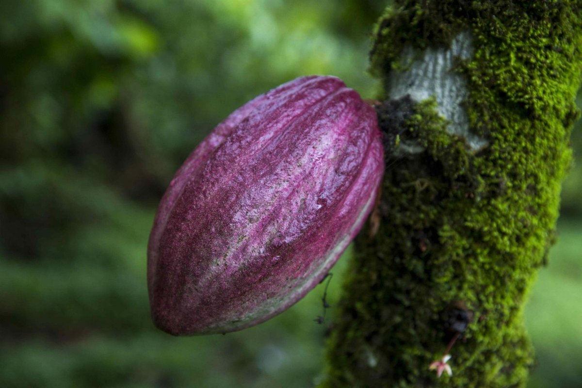 El árbol del cacao (Theobroma cacao) podría haberse extendido desde la cuenca del Amazonas a otras regiones de Sudamérica y Centroamérica hace al menos 5.000 años a través de rutas comerciales. i.mtr.cool/ditqujyajj