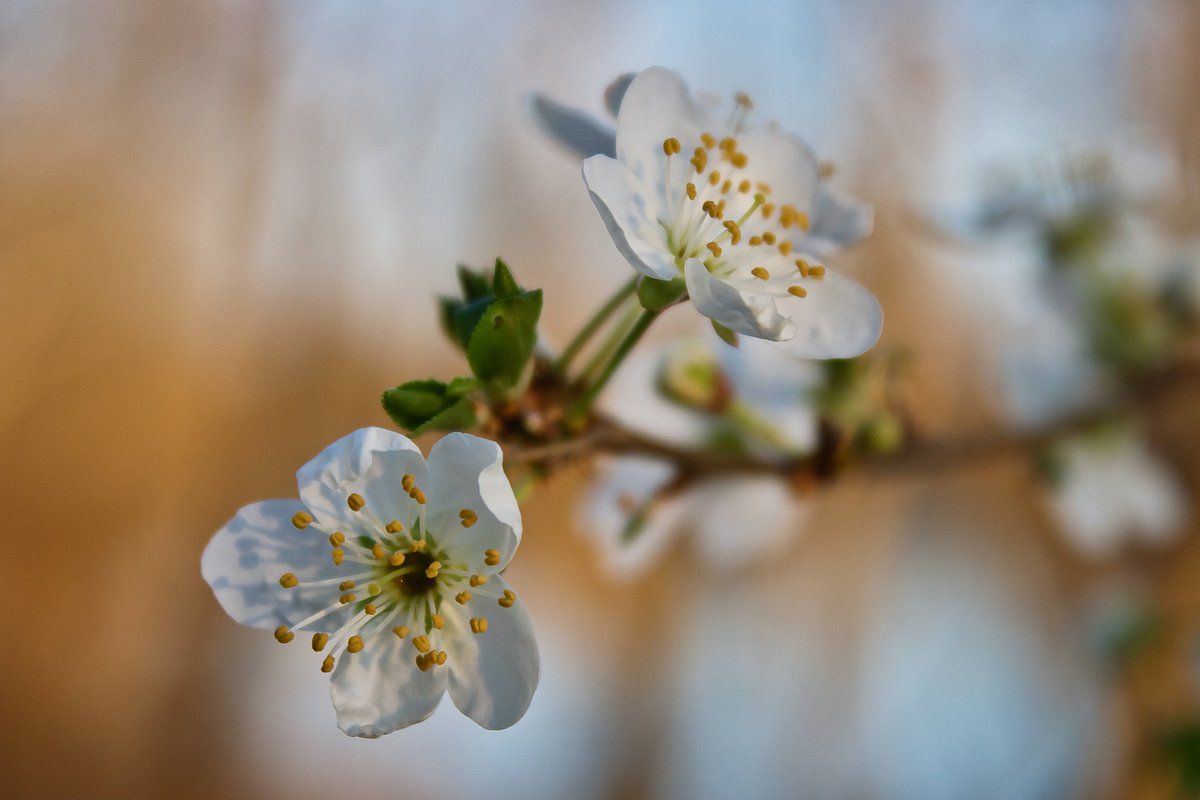 redwhite78's tweet photo. In the light of spring
#flower #plant #petals #spring #outdoor #detail #closeup #macro #sunlight #blossom https://t.co/8FsbRFKxZs