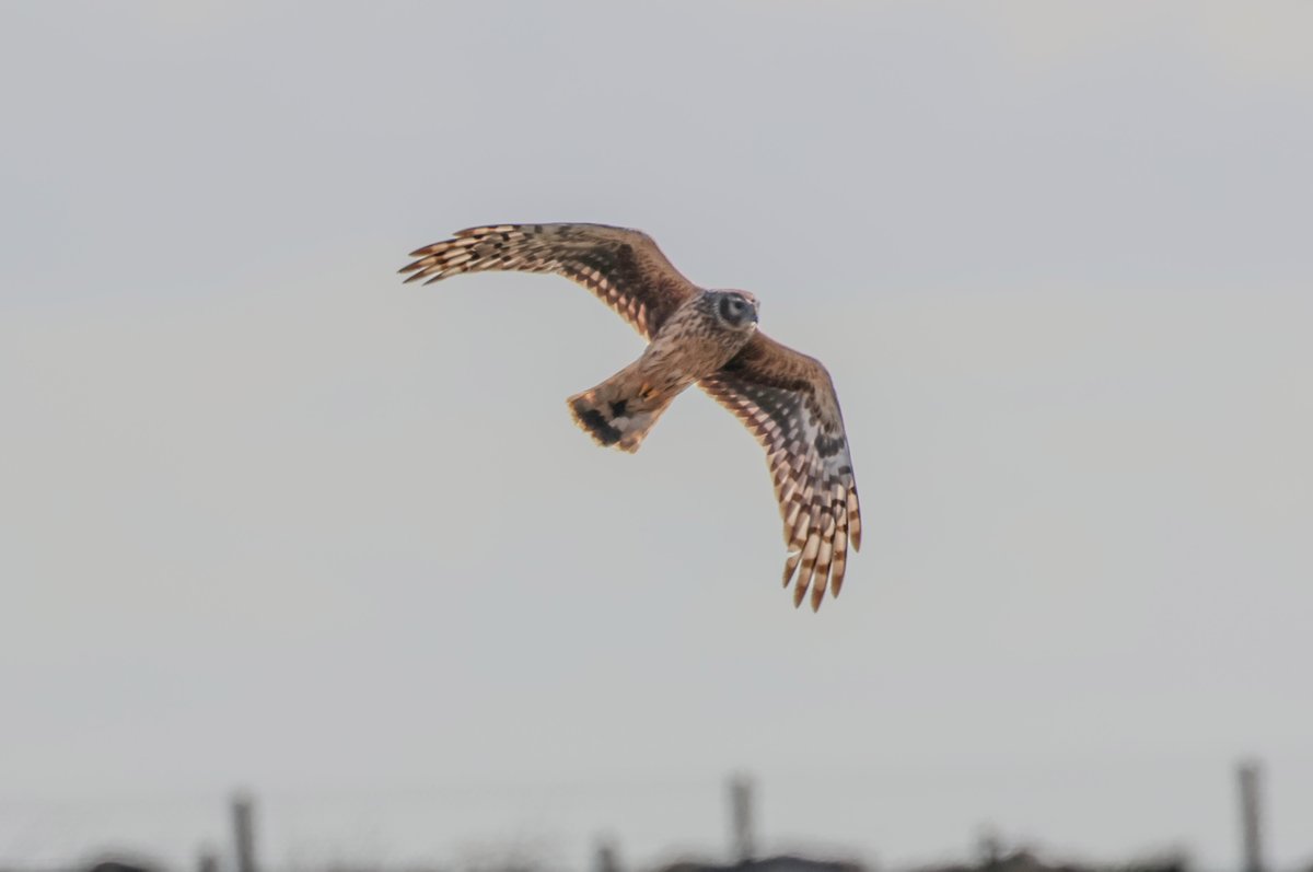 davidthomasfox's tweet image. Some Hen Harrier shots from ECNR Wicklow, it is a great place like every other place and can be quiet at times, Then this happens to fly by the hide ps This is from a week ago, She was playing with the ducks, 😂🦊😂