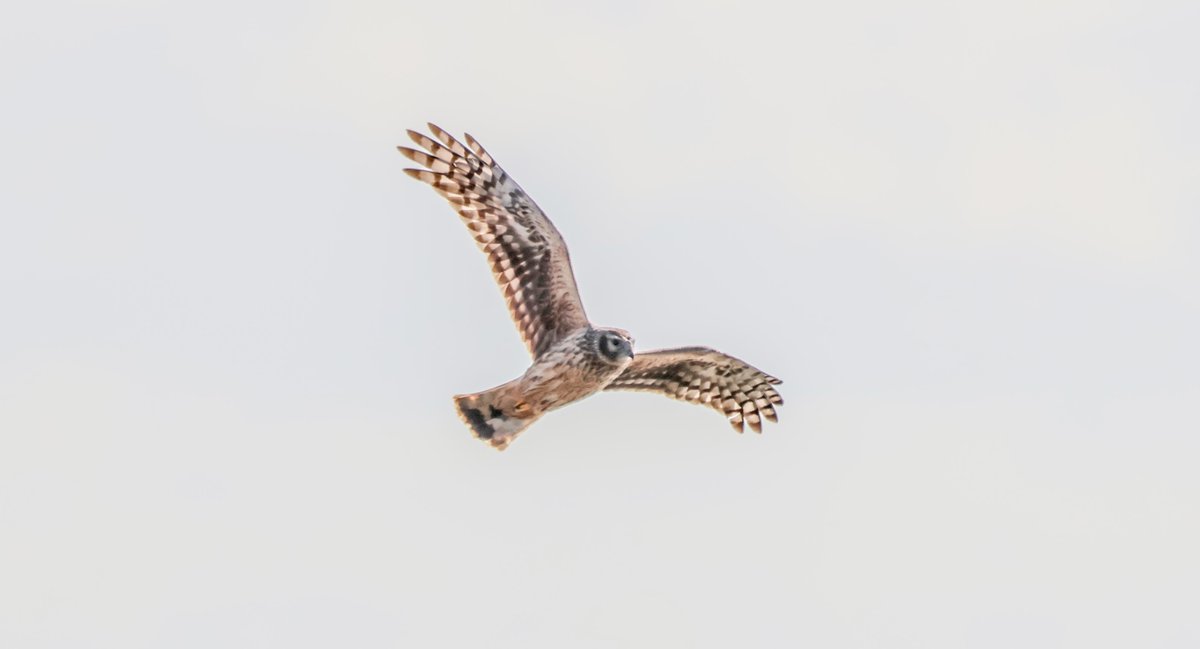 davidthomasfox's tweet image. Some Hen Harrier shots from ECNR Wicklow, it is a great place like every other place and can be quiet at times, Then this happens to fly by the hide ps This is from a week ago, She was playing with the ducks, 😂🦊😂