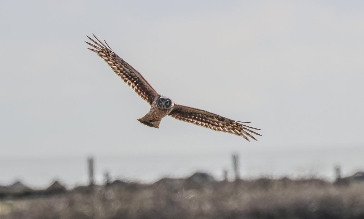 davidthomasfox's tweet image. Some Hen Harrier shots from ECNR Wicklow, it is a great place like every other place and can be quiet at times, Then this happens to fly by the hide ps This is from a week ago, She was playing with the ducks, 😂🦊😂