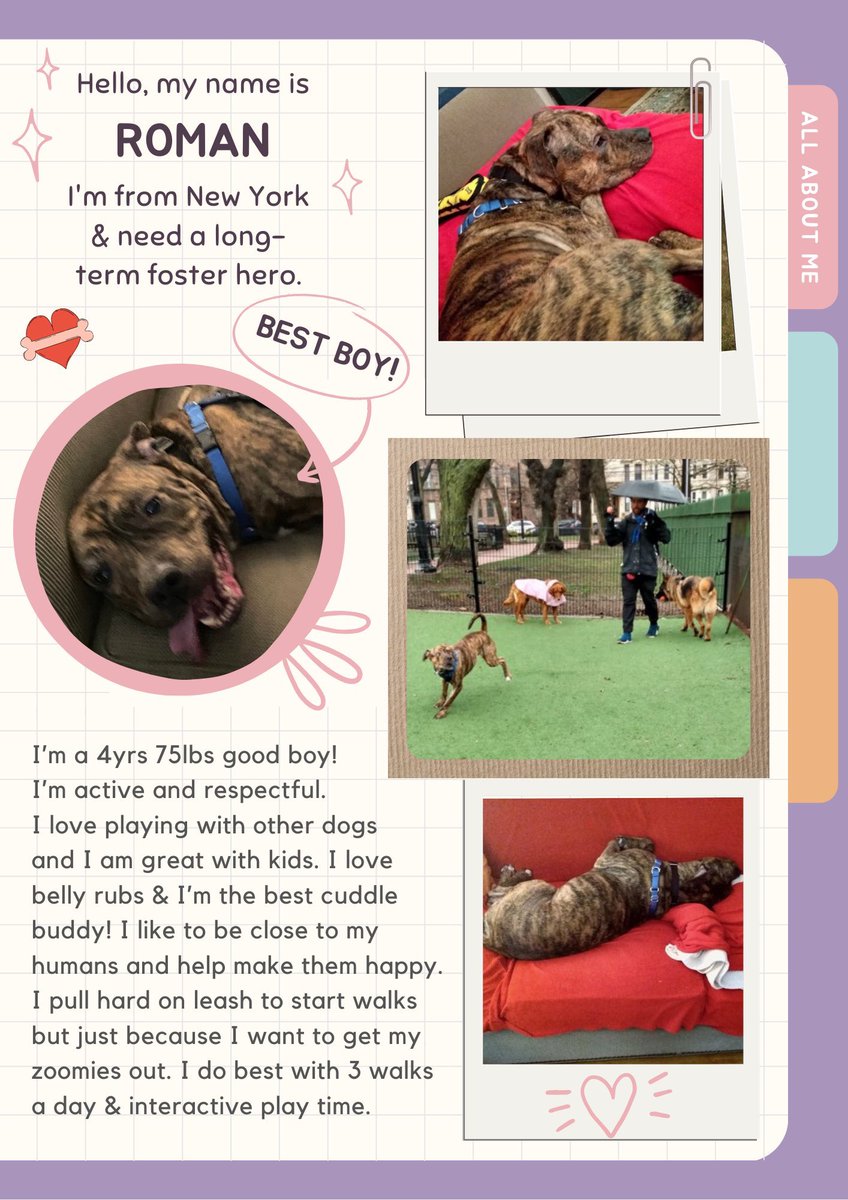 💕ROMAN💕 #NYCACC & his humom desperately need a long term foster…They just want to be together…Please read the poster..& Please someone step ⬆️ #ItTakesAVillage #FosteringSavesLives 
📌DM Networker @grossmanamyymai & @ElayneBoosler #TailsofJoy