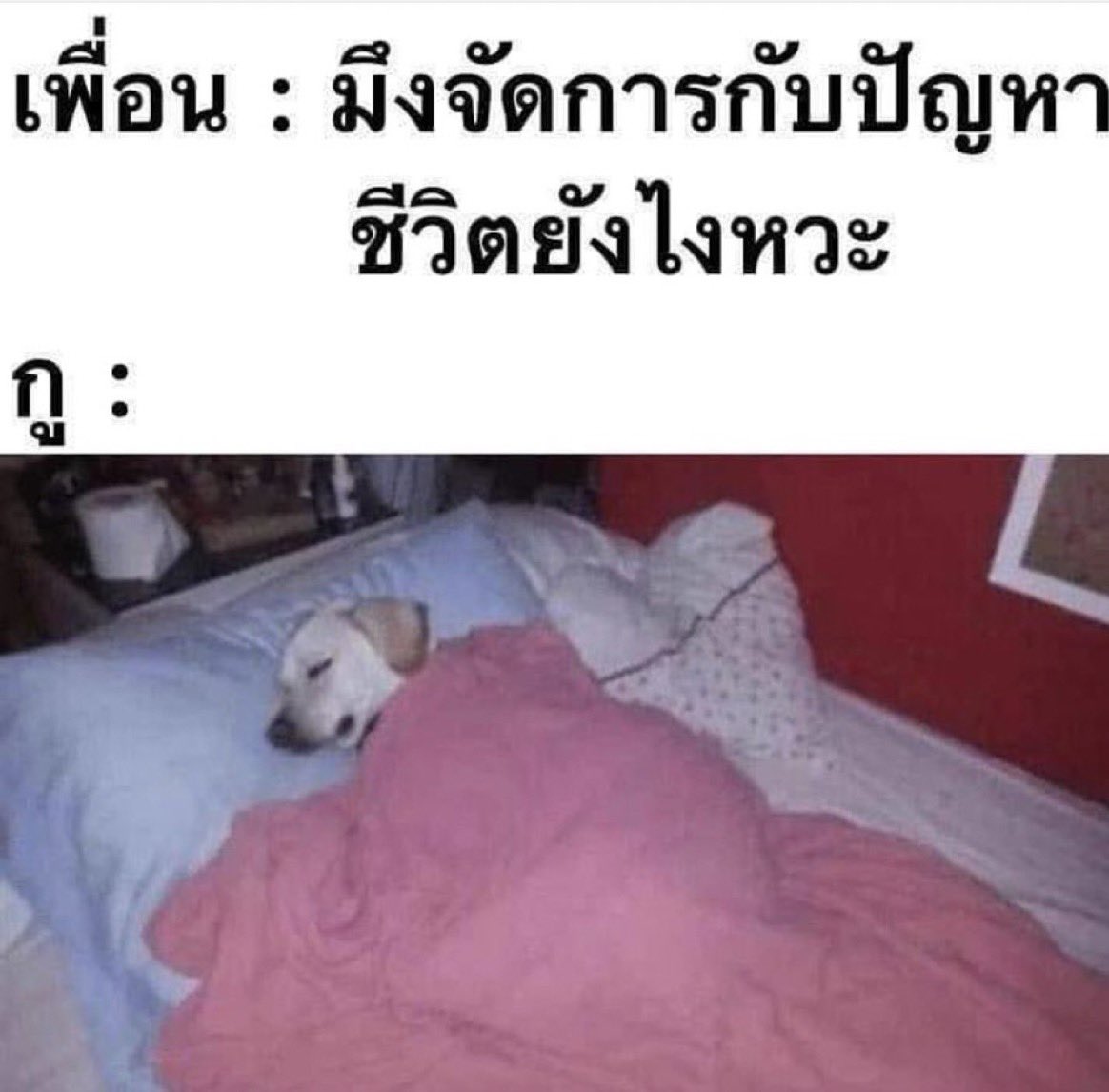 ช่างแม่ง🐰🏳️🌈 tweet media