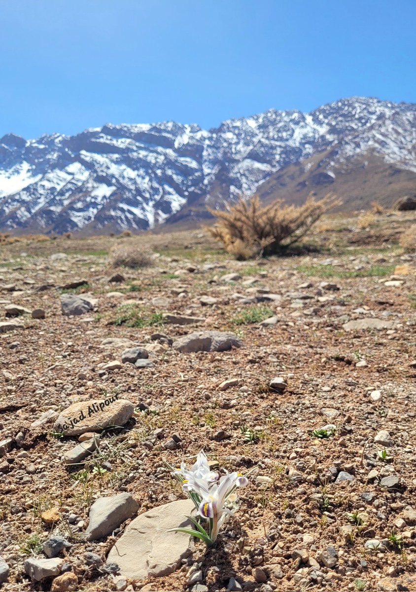 SajadAlipour98's tweet photo. Iris hymenospatha subsp. hymenospatha
Today; 10 Feb 2024
Fars, Iran
Altitude: 2300 m
#iris #iridacea #wildflowers #botany
#geophyte #bulbous #photography https://t.co/XYlISirGtJ