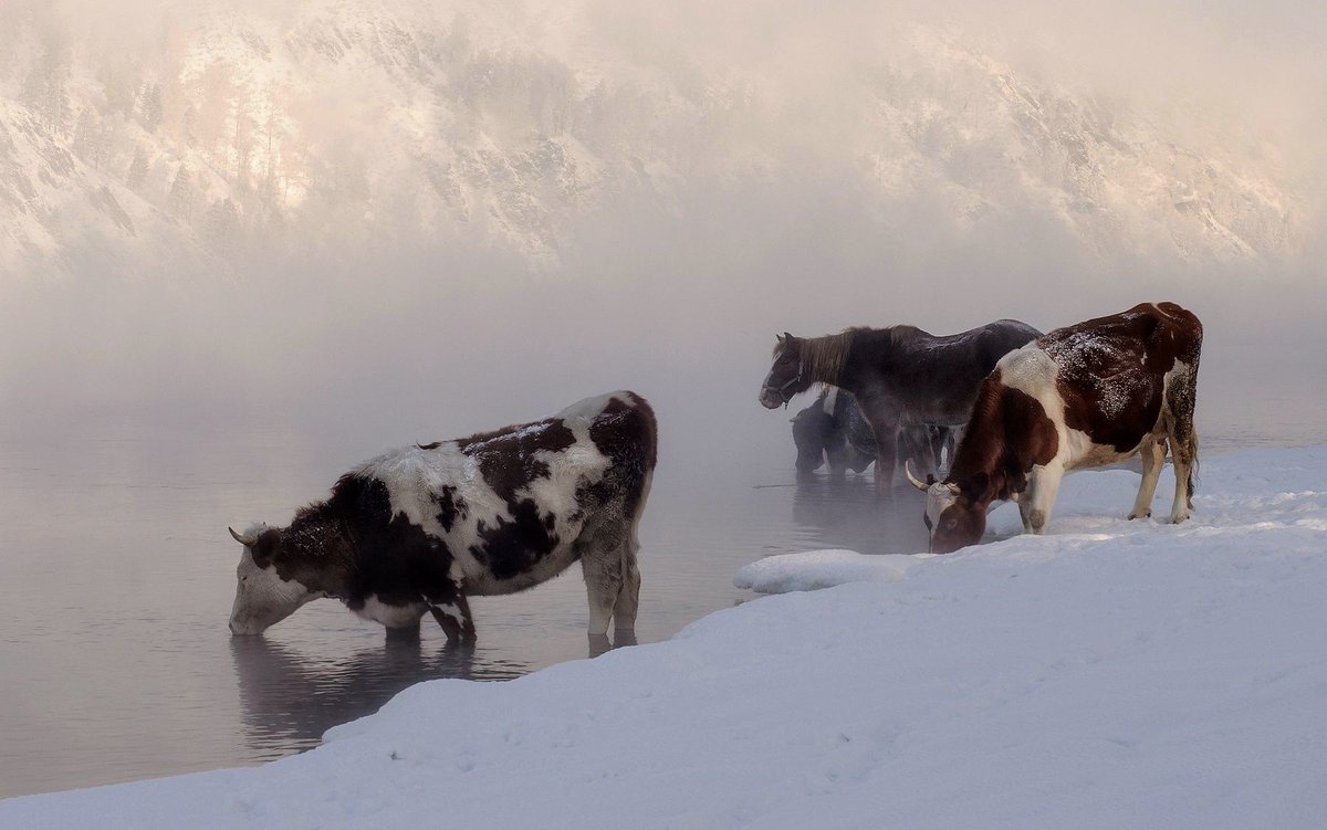 sovietsoleri's tweet image. Siberian cows photographed by Marina Fomina, 2019.