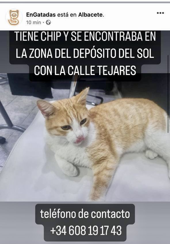 enGatadas_AB's tweet photo. 🙏‼️‼️⚠️ Berlín, un gato de @enGatadas_AB #Albacete  se ha escapado de su casa de acogida cuando alguien ha forzado la ventana corredera.
Se ha denunciado el caso. 
Berlín lleva chip de la asociación. Es muy sociable. 
Se agradece tu #rt para #difundir todo lo posible #compartir https://t.co/57jJv285cH