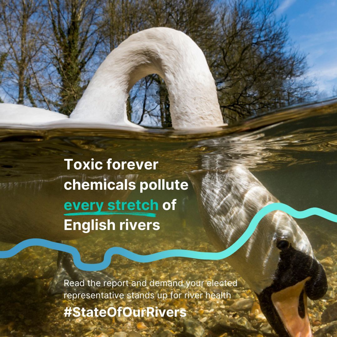 New @theriverstrust State of Rivers Report takes a deep dive into chemical pollution.

📍The deep dive includes an interactive #PFAS river pollution hotspot map to demonstrate the widespread #foreverchemical pollution of English rivers.

Check it out 👉 buff.ly/48M3oop