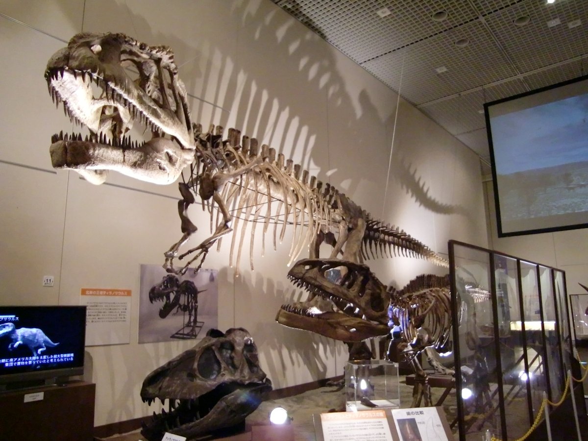 kta92751434's tweet photo. 2010年開催の『大恐竜博』 大阪会場
#Carcarodontsaurus saharicus #カルカロドントサウルス
#Giganotosaurus carolinii #ギガノトサウルス
#Mapusaurus roseae #マプサウルス
#Aucasaurus garridoi #アウカサウルス
カルカロドント祭りだった🥰 https://t.co/RUPGhS5V3O