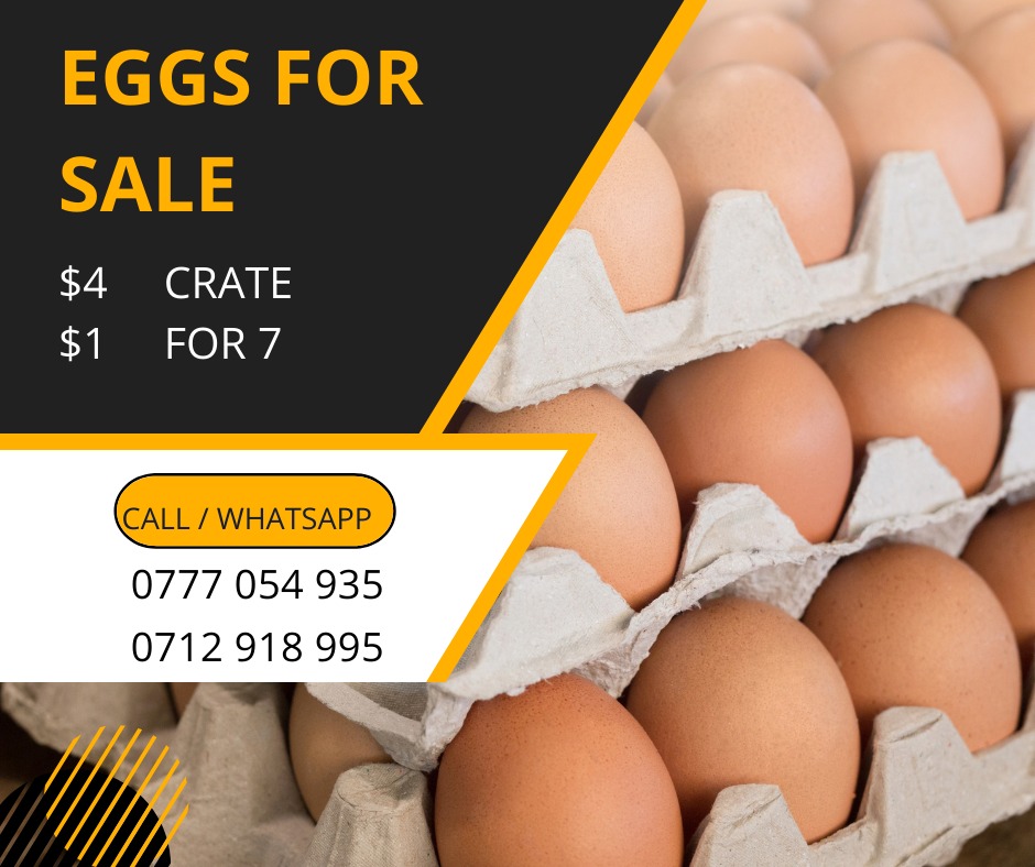 Martha_theChef's tweet photo. Get in touch with me for fresh large eggs on +263712918995 https://t.co/L25rTwpuMf