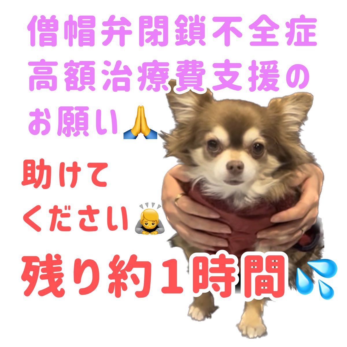 助けてください‼️‼️‼️
お願いします‼️‼️‼️
僧帽弁閉鎖不全症治療費のクラウドファンディング本日23時まで‼️💦💦

【残り約1時間‼️】
【目標まで35万円8千円】

詳細はプロフィールURLからご覧ください🙇
家族が重い病で倒れ、皆様に頼らせていただいています🙇
readyfor.jp/projects/135900