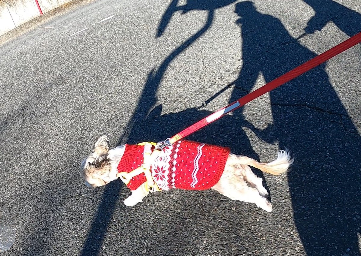 FelicitaJapan's tweet photo. 道路を渡るときはダッシュです

ももさん散歩のルールです

やっぱり足早いです

#犬好きな人と繋がりたい 
#犬との暮らし 
#シーズー
#散歩 https://t.co/ig4FumOKwW