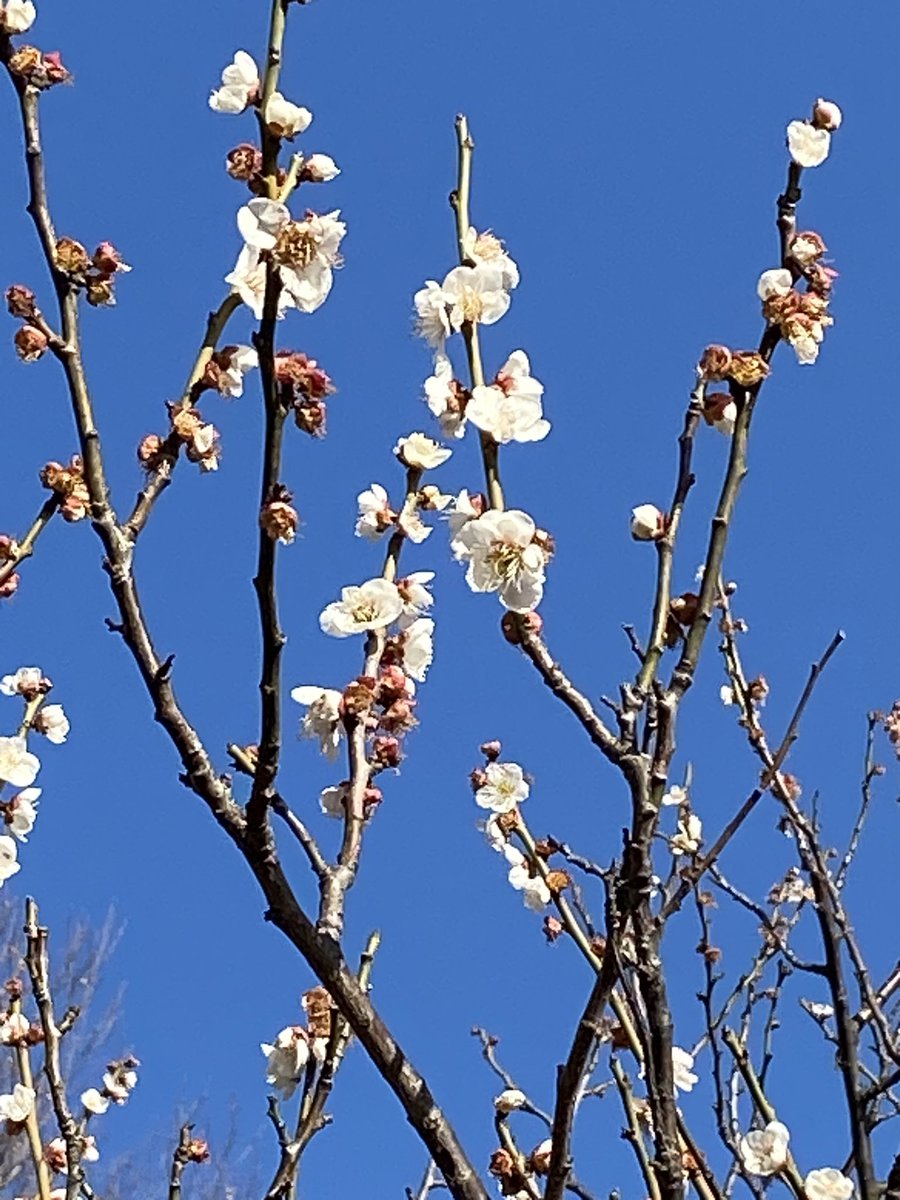 Andrei Zvelindovsky tweet media