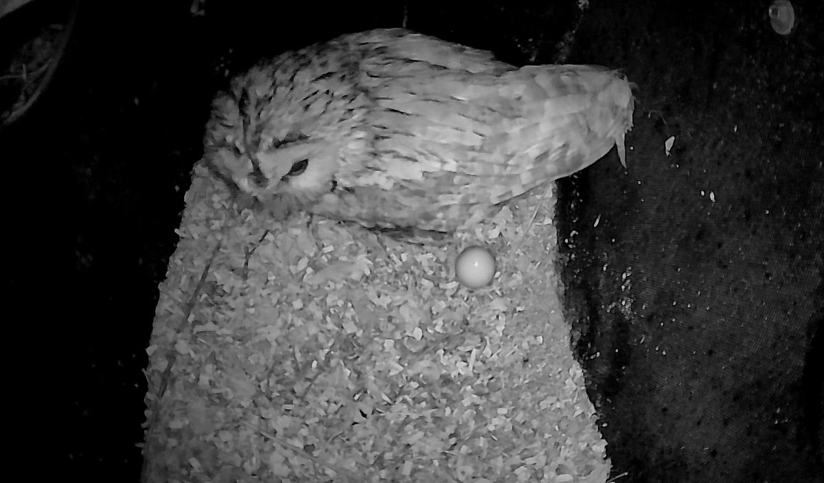 ⭐️ MOTHER’S DAY - The PERFECT day for laying her first egg! 🥚 (And 6 days earlier than last year!) #mummytobe #tawnyowl #owl #nature #wildlife @GreenFeathersUK