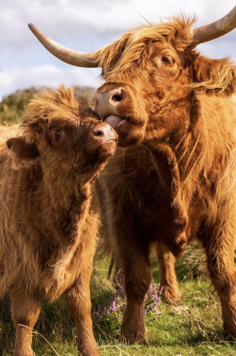 Happy #MothersDay from the Peak District & Derbyshire ❤️💐 We love this moo-vellous mother and calf snap of Highland Cows taken on Bamford Edge 🐮 📸 IG/lauraheanan