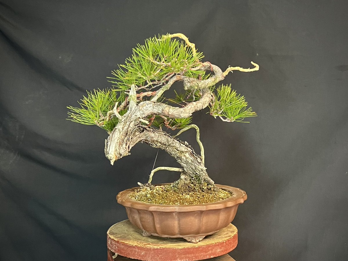 bonwasa's tweet photo. after before
#bonsai #盆栽 #赤松 https://t.co/2xGGQGna01