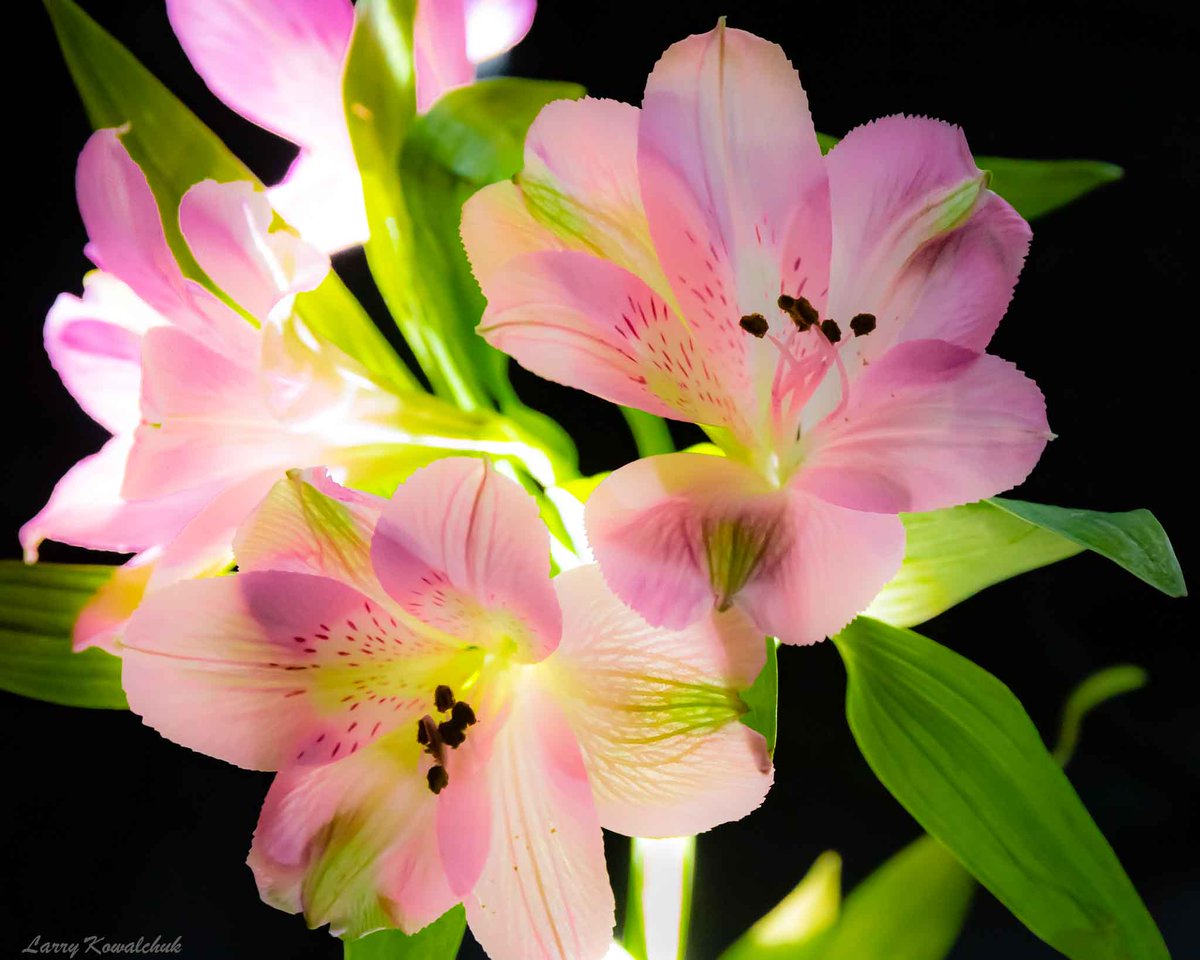 Illumination on the Kitchen Table. another one of those flashlight/backlight photography results #flowerphotography #flowerpower #NatureBeauty #naturelover #ThamesCentrePhotgrapher