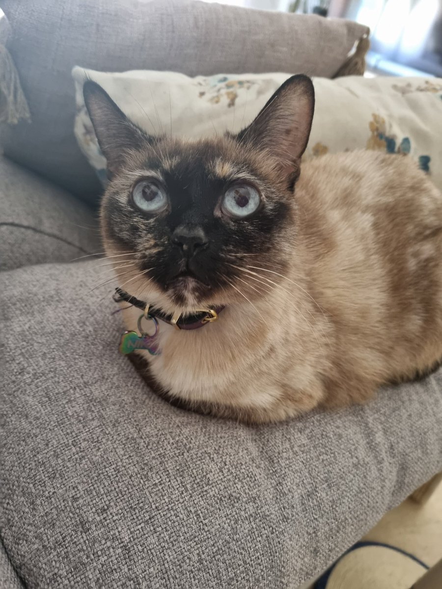 mooniscalling's tweet photo. Busco piso por Málaga (o un estudio, es para mi gata y para mi)
Máximo 550€ 
Porfi ayudadme, estoy desesperada tras meses intentando encontrar algo decente.
La zona me da más bien igual, desde Torremolinos hasta el centro de Málaga me sirve si está bien comunicada. Rt pls❤️‍🩹 https://t.co/r8vODry7wN