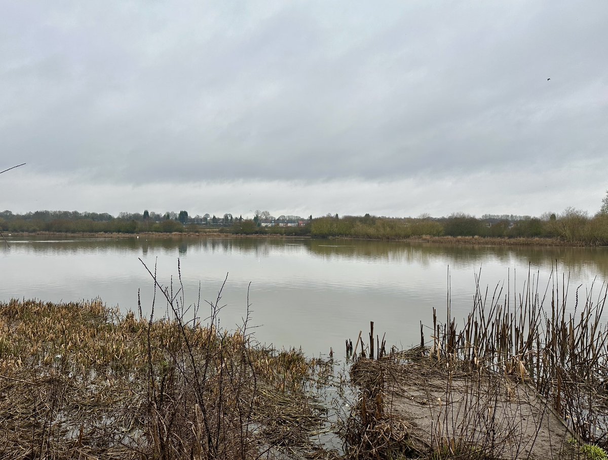 WARWICKSHIRE: A drab morning in the worst County for birding in the whole of England. 4 Jack Snipe, 27 Snipe, 2 Great White Egret, 4 Little Egret & Shelduck were the highlights at Alvecote Pools. #patchbirding #peakybirders