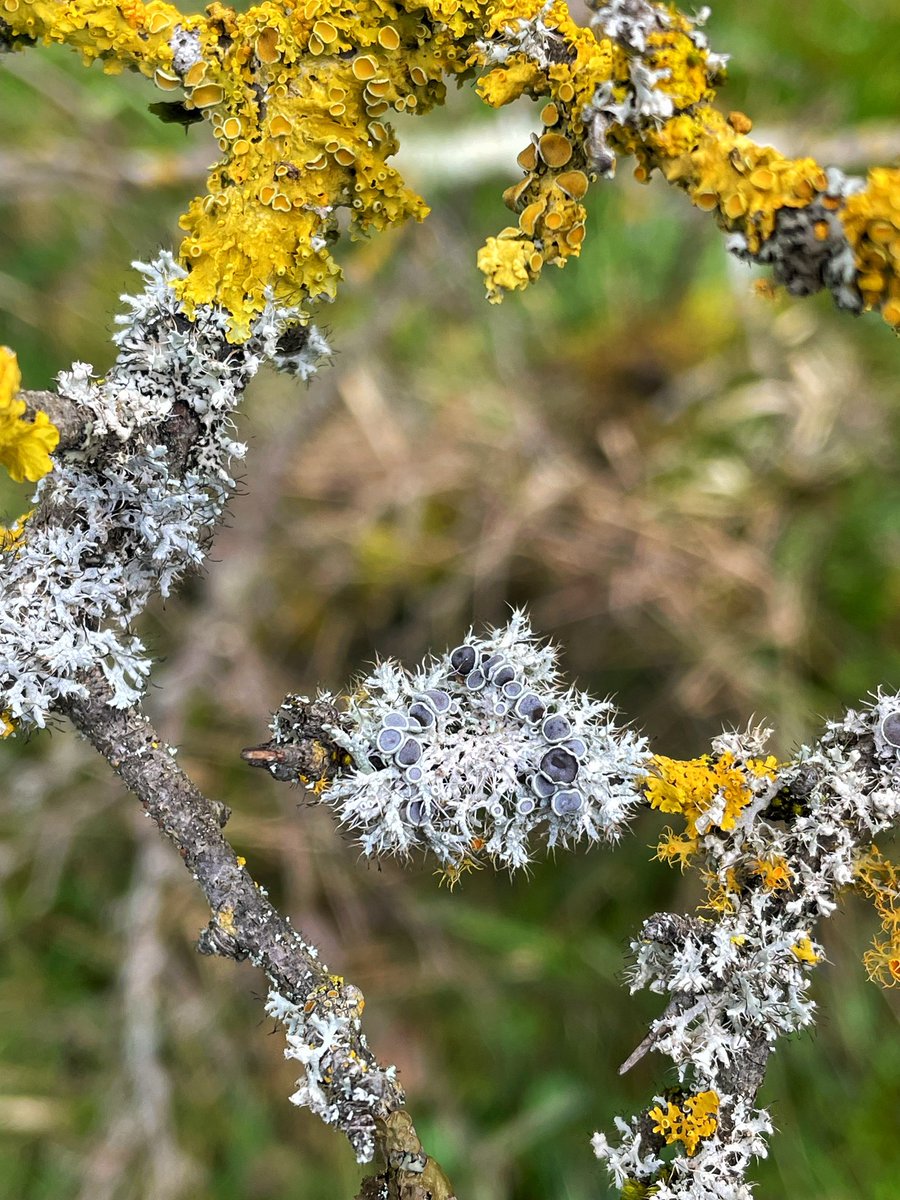 Sunday hike, Sunday lichens 🤩