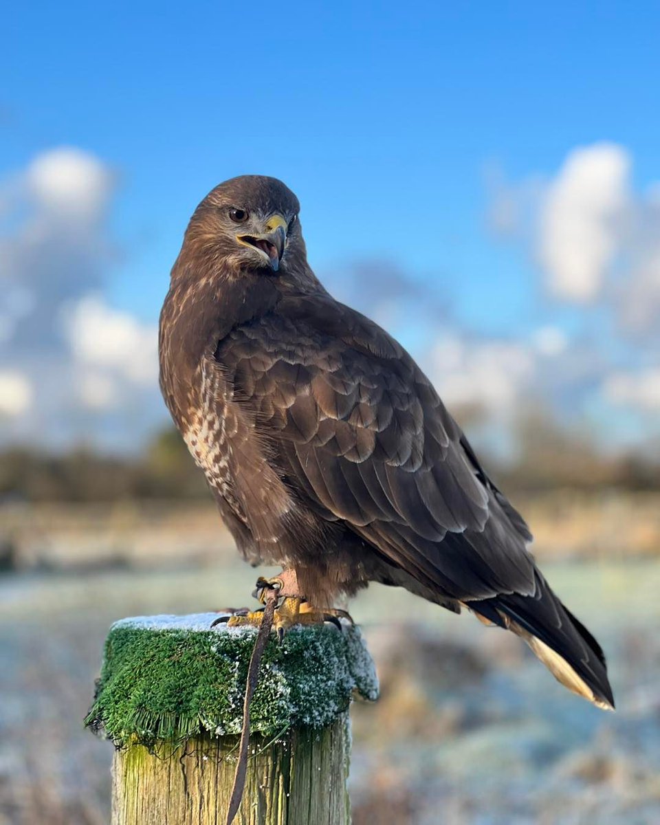 Fact of the week 📖 Eurasian Buzzards (Buteo buteo) are the UK’s most common bird of prey. With big broad wings they’re often seen soaring high in the sky using thermals to achieve their height. They eat a variety of food, including earthworms, rabbits & voles. #animalpark