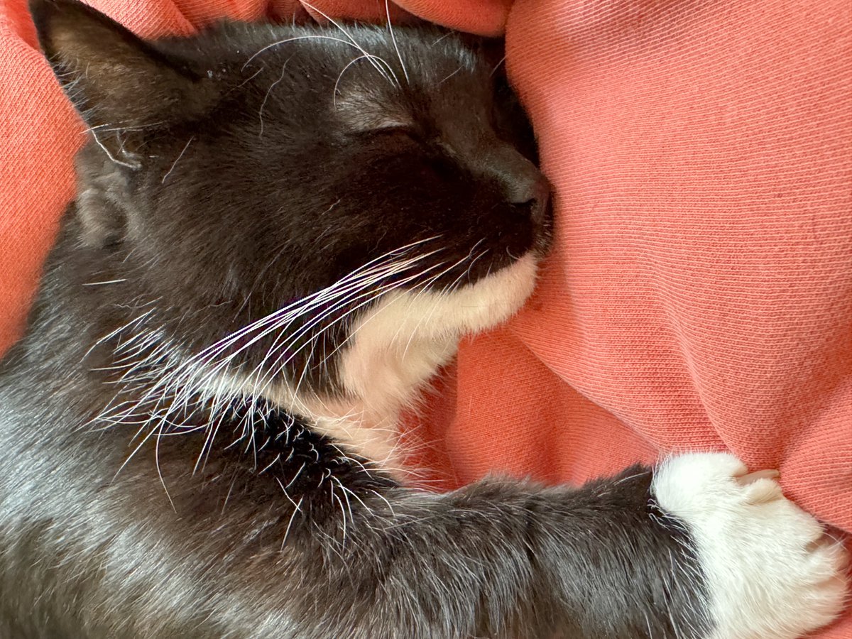 unicouniuni3's tweet image. Uni was sleeping peacefully in my arms.

久しぶりに甘えてきて抱っこですやすや…