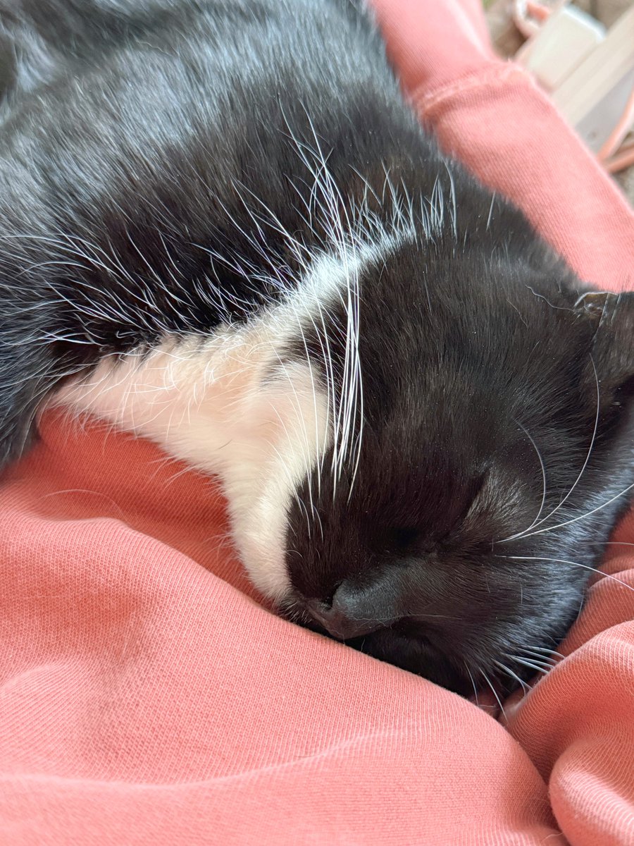 unicouniuni3's tweet image. Uni was sleeping peacefully in my arms.

久しぶりに甘えてきて抱っこですやすや…