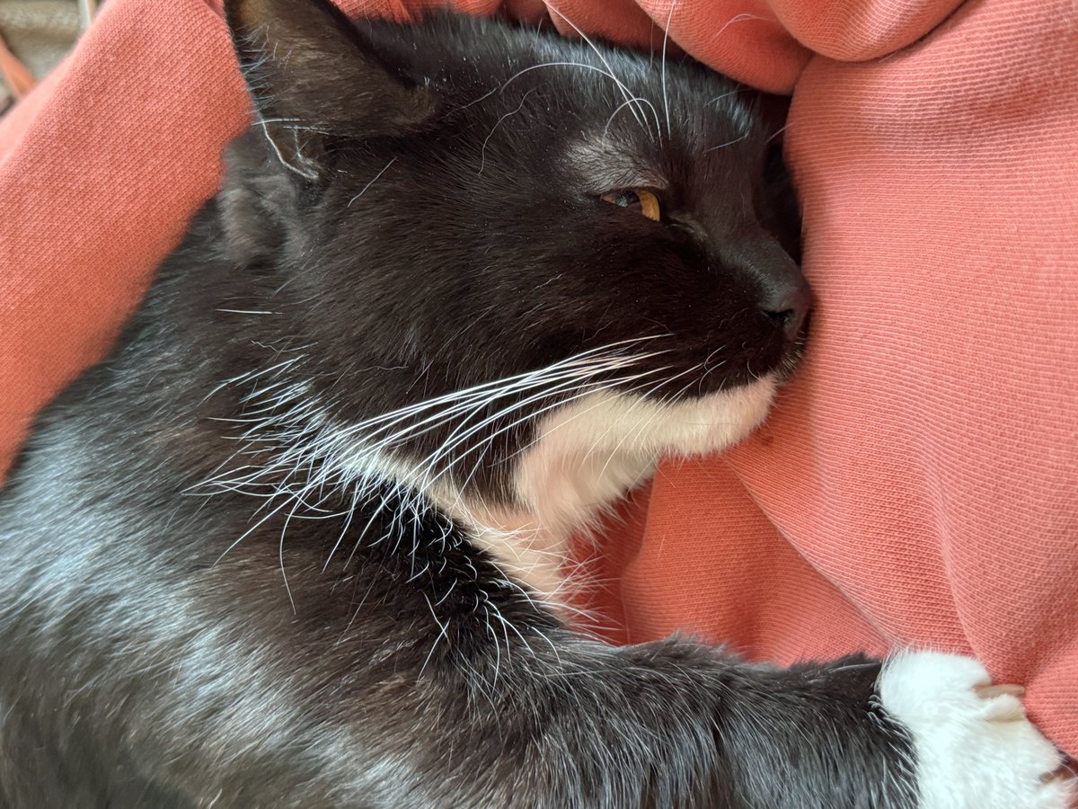 unicouniuni3's tweet image. Uni was sleeping peacefully in my arms.

久しぶりに甘えてきて抱っこですやすや…