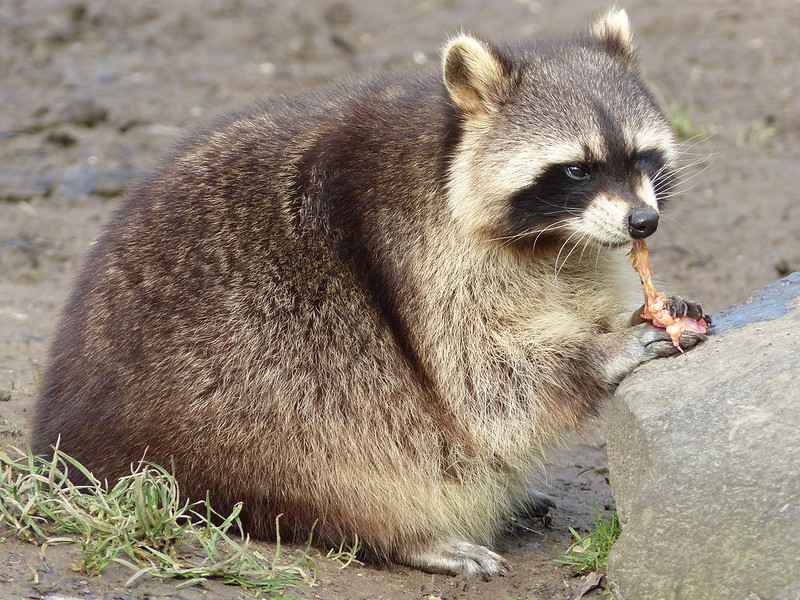 Raccoons Hourly (@raccoonhourly) on Twitter photo 