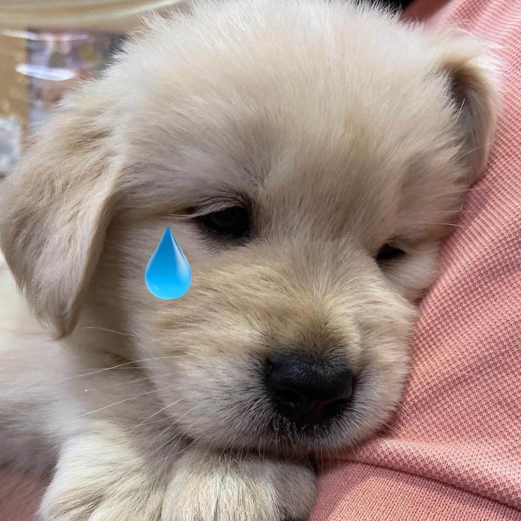 i’m not a bad dog
i’m just a บ้อกแบ้ก