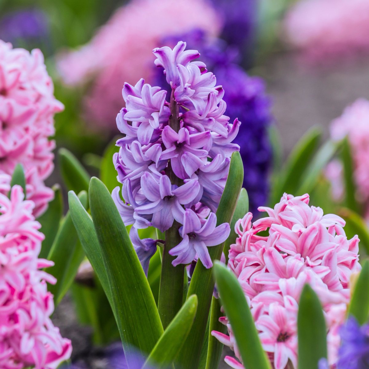 Cherry Lane Garden Centres tweet media