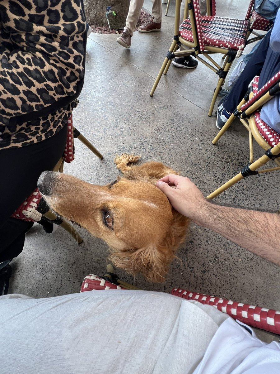 CarloBarrientos's tweet photo. Este perrito apareció acá en la Serena, está justo en la Dulcería&amp;Emporio La Trinidad #Perro #Perdido #LaSerena https://t.co/tDH1KmG6fh
