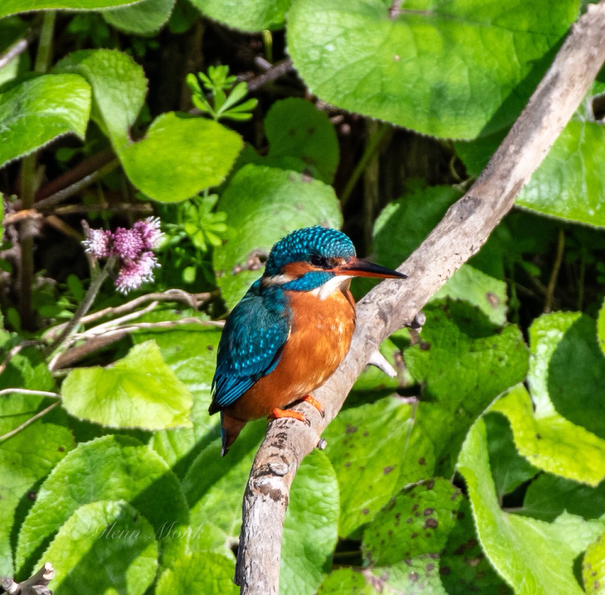 Having spent the last few months trying to catch this little one locally I gave up and went to the dodder. #Kingfisher #riverdodder #nature #Wildlife #Irishwildlife #birdwatching @BirdWatchIE #dodder #femalekingfisher #irishwildbirds