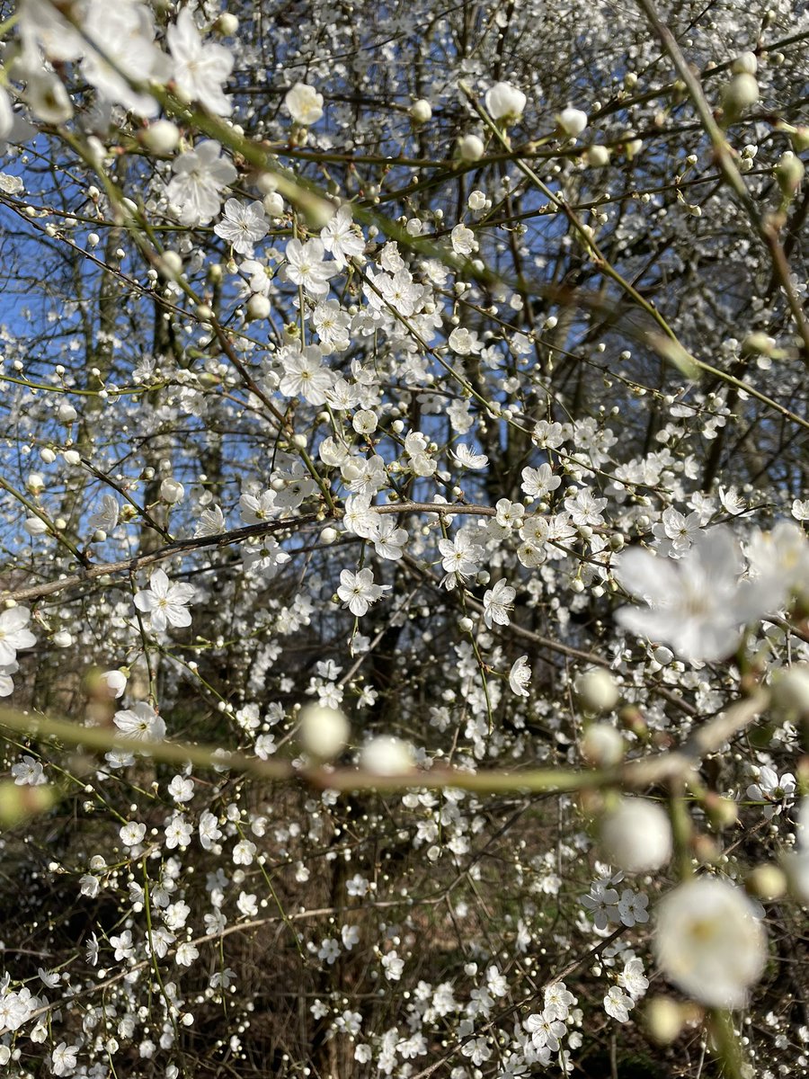 Recently bought a house and saw this weekend that this beauty is in full bloom🌸. Cant wait to see what else #spring brings!