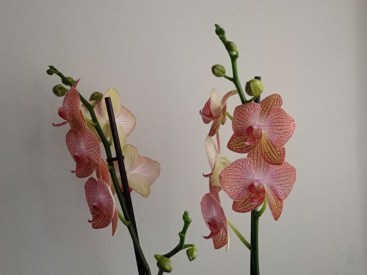 falguera_merce's tweet image. I de nou tornen les flors...
#CalQueNeixenFlorsACadaInstant #MomentsDeVida